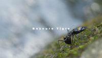 Atlantic Forest Minute Series - Episode Tiger beetle